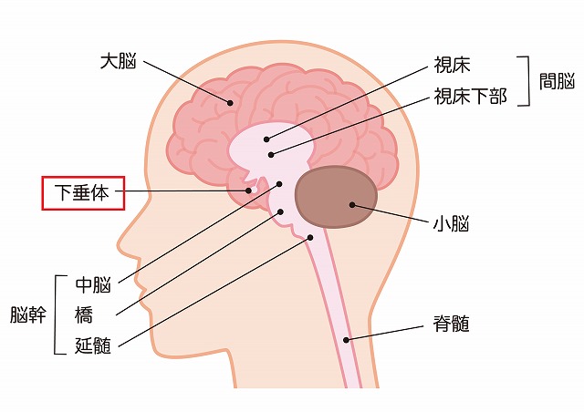 下垂体病変とは